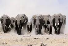 animals dust elephants baby elephant baby animals herds 1680x1050 wallpaper Art HD Wallpaper
